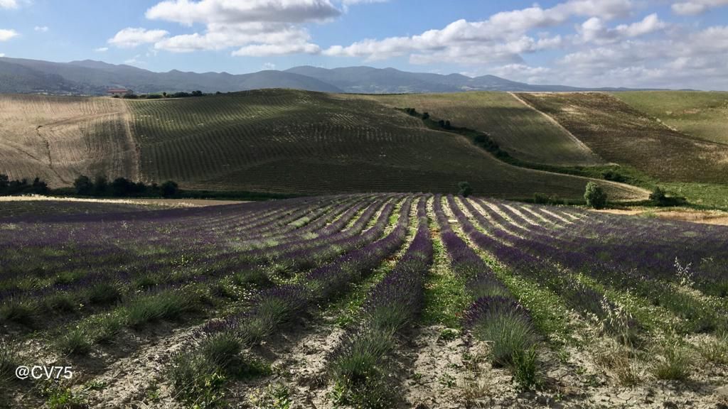 CAMPI COLTIVATI