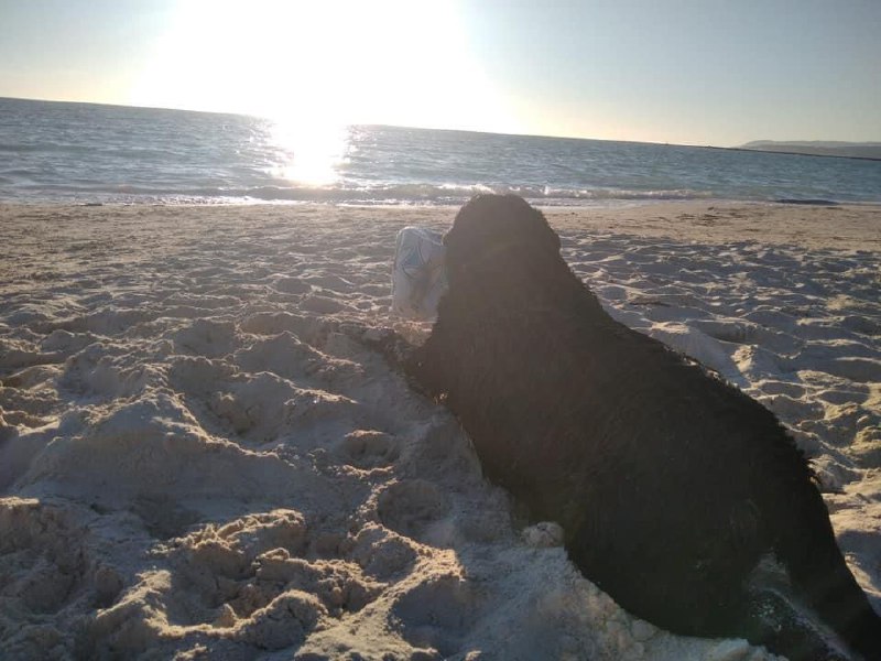 CANE