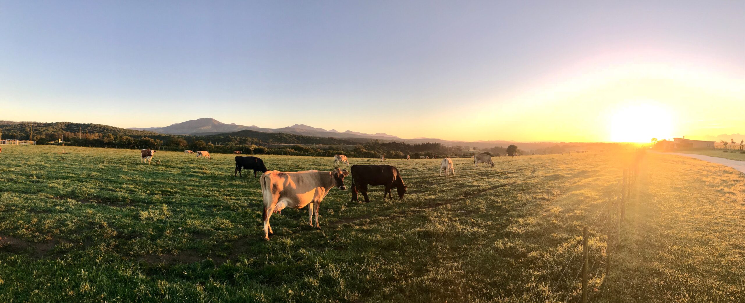 Foto di Steyn Viljoen: https://www.pexels.com/it-it/foto/fotografia-di-mucche-durante-il-tramonto-787647/