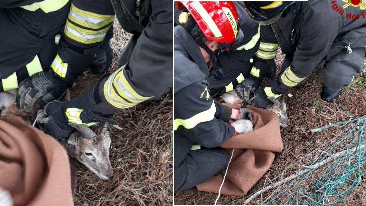 Cucciolo di muflone intrappolato, salvato dai vigili del fuoco
