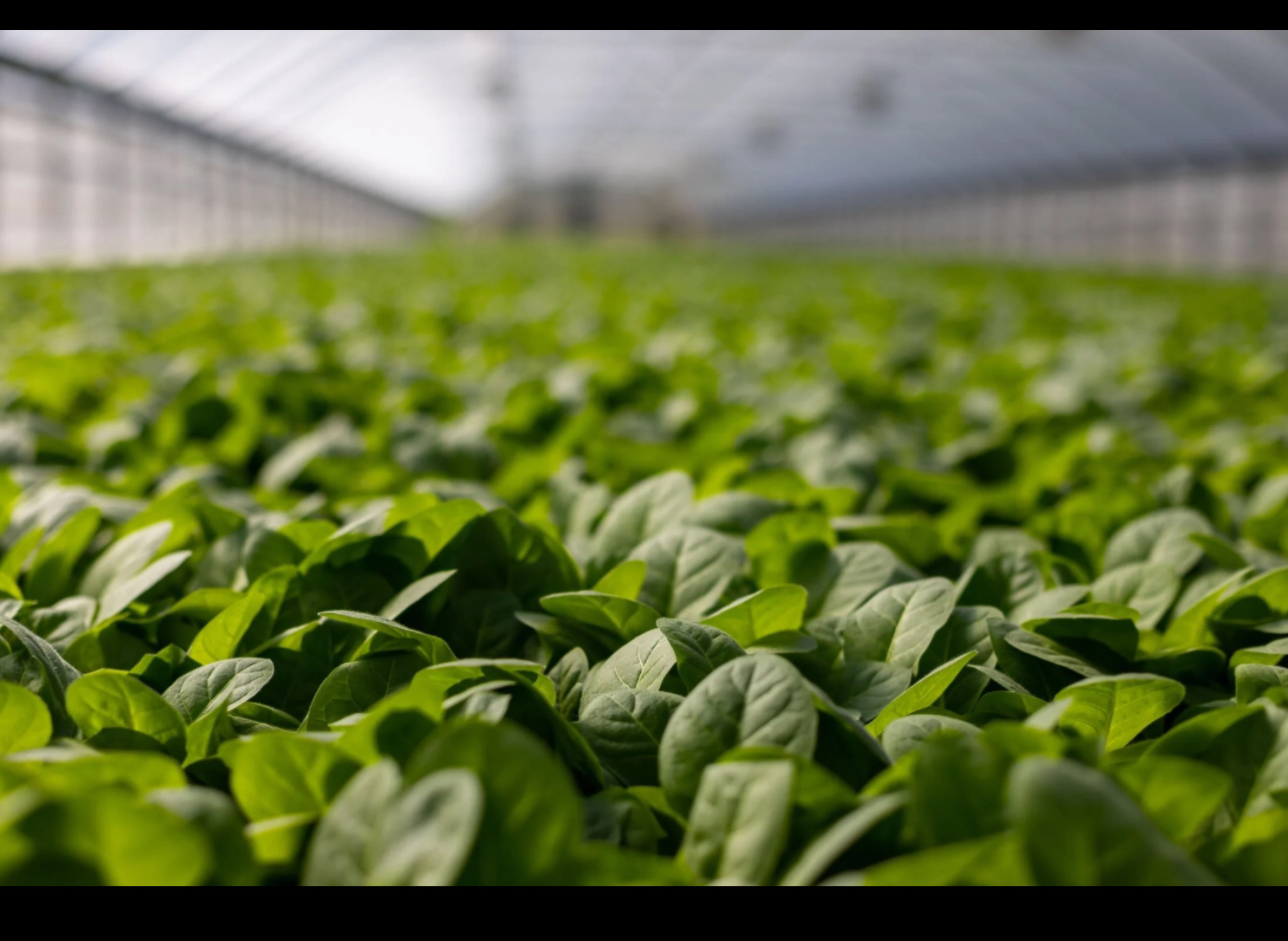 Pexels - Foto di Mark Stebnicki: https://www.pexels.com/it-it/foto/messa-a-fuoco-selettiva-foto-di-piante-2749165/