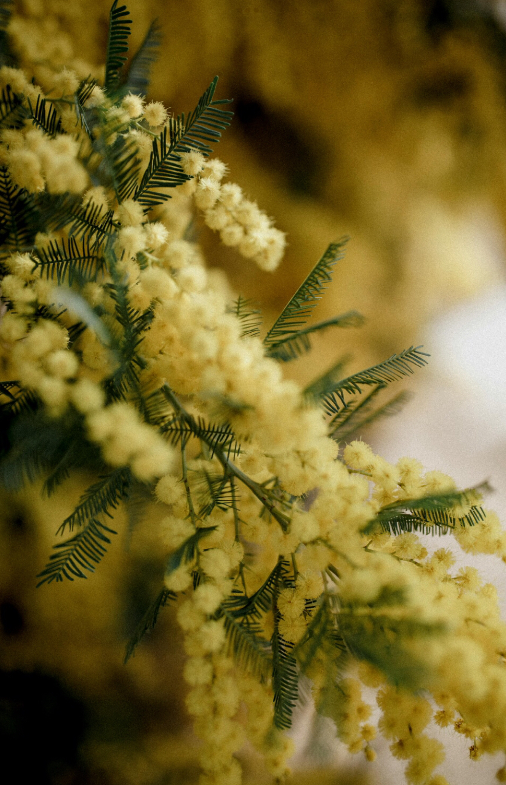 Foto di Larysa Charnakal: https://www.pexels.com/it-it/foto/foglie-fiori-fioritura-fiori-gialli-6815652/