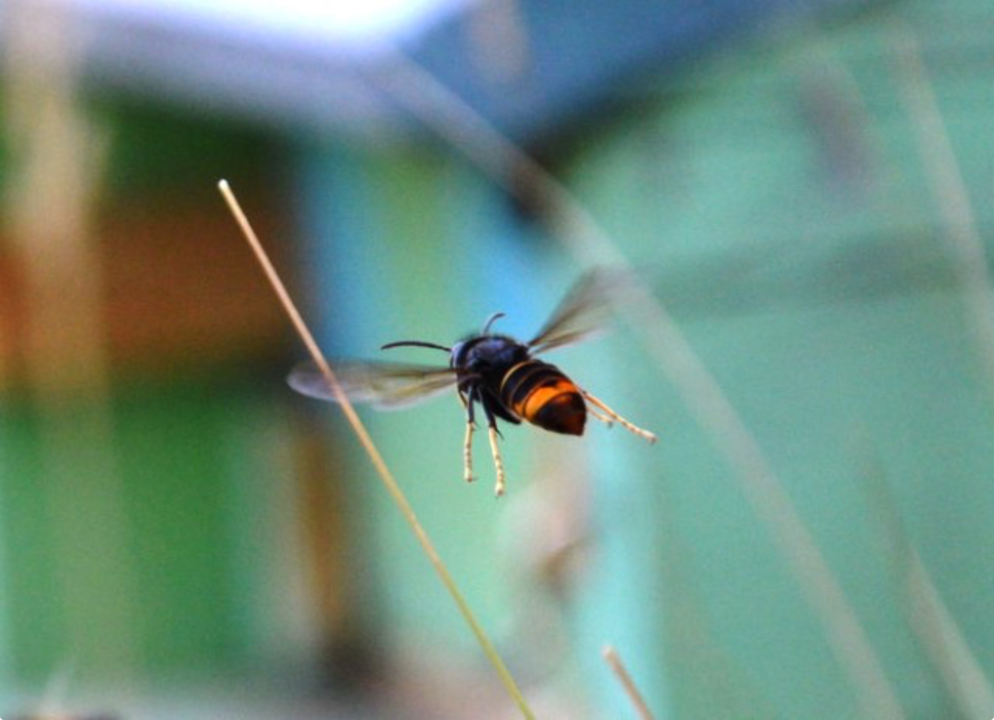 Vespa velutina (fonte: Toscana Notizie)