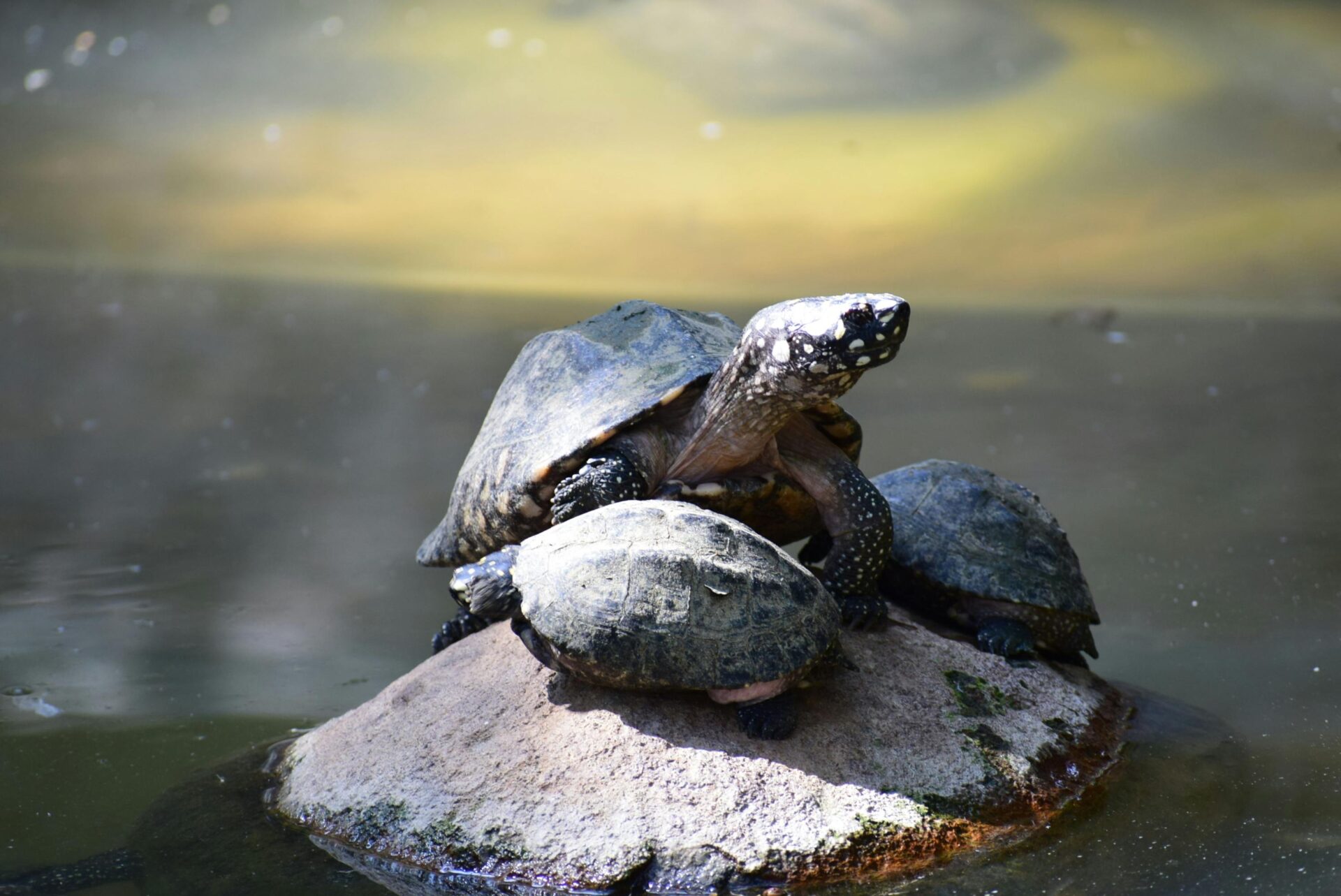 Foto di Anand Raghu: https://www.pexels.com/it-it/foto/tartaruga-grigia-1670330/