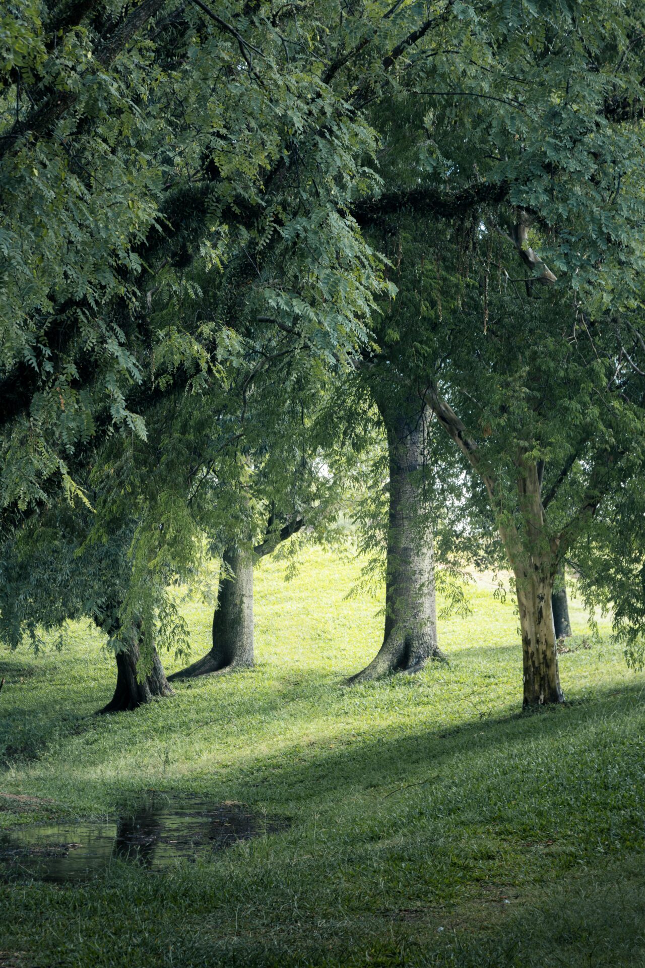 Foto di Leandro Bezerra: https://www.pexels.com/it-it/foto/la-liberta-del-verde-32187051/