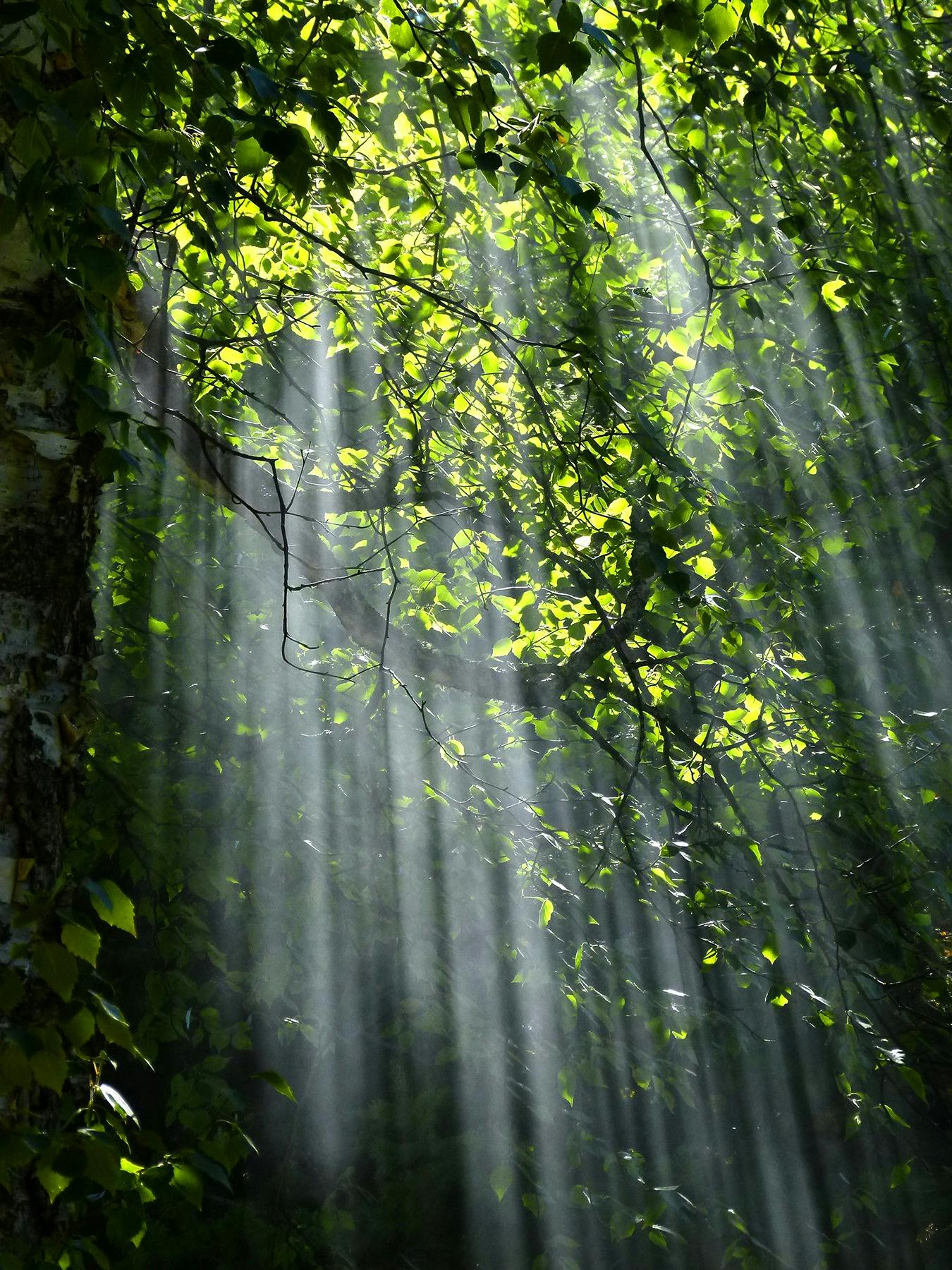 Foto di Pixabay: https://www.pexels.com/it-it/foto/albero-con-brunch-e-foglie-verdi-durante-il-tramonto-70365/
