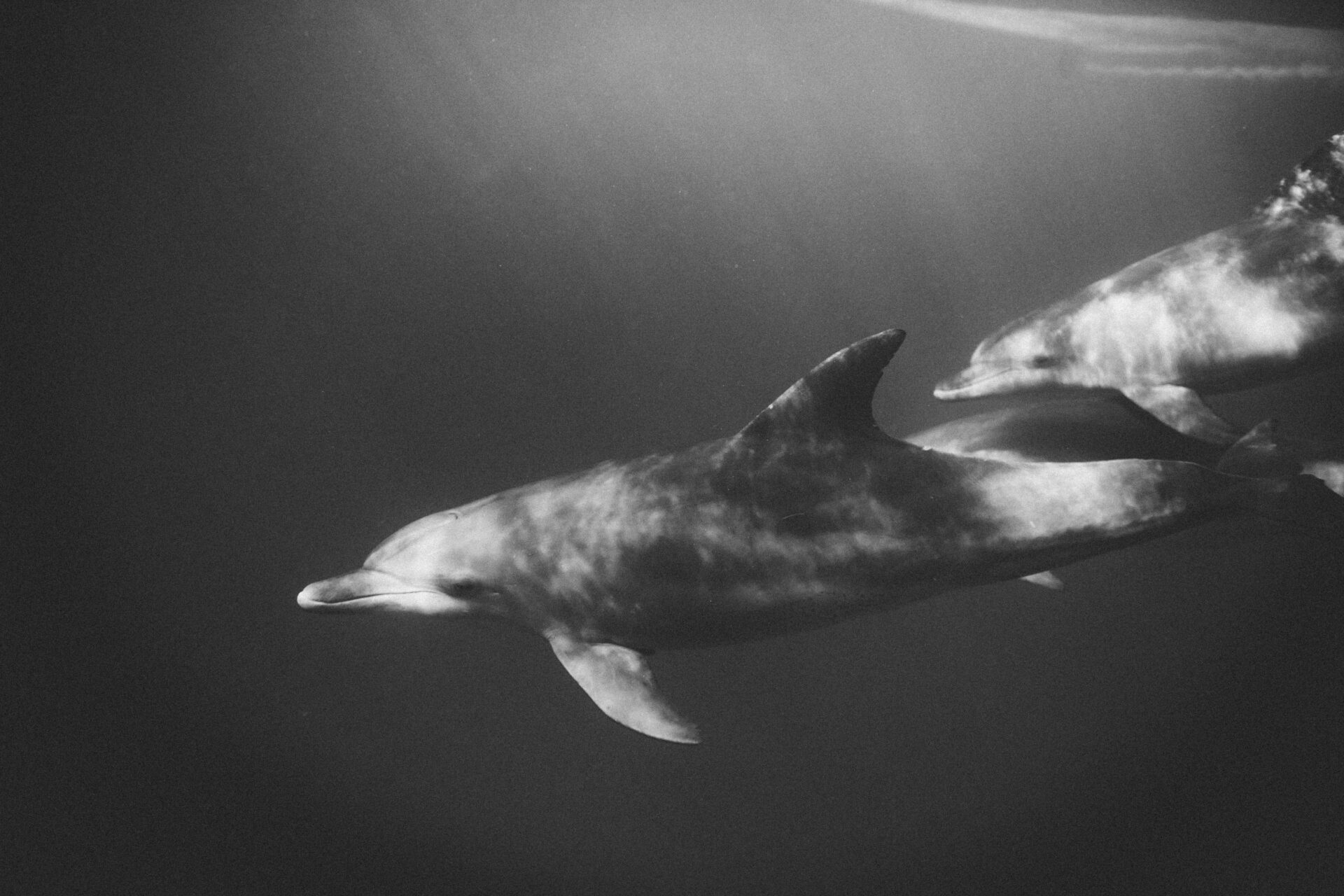Foto di Taryn Elliott: https://www.pexels.com/it-it/foto/mare-bianco-e-nero-oceano-animale-5858978/