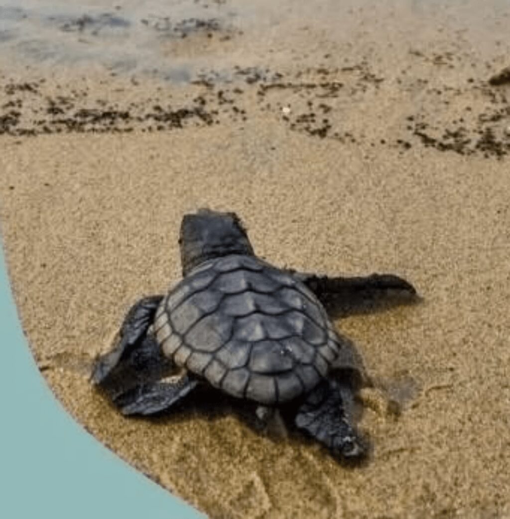 FONTE IMMAGINE Comune di Rosignano Marittimo