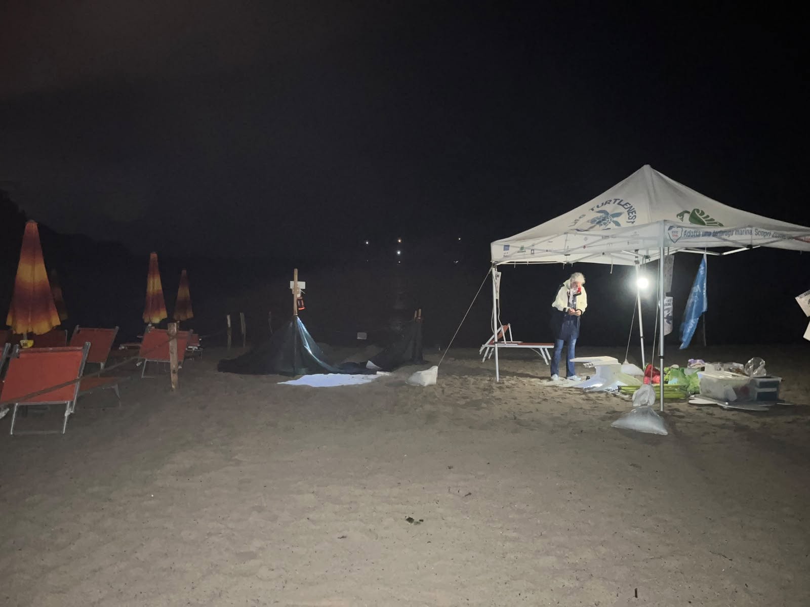 Sessantacinque tartarughine Caretta caretta appena nate sulla spiaggia di Fetovaia, Isola d'Elba, prima di raggiungere il mare.