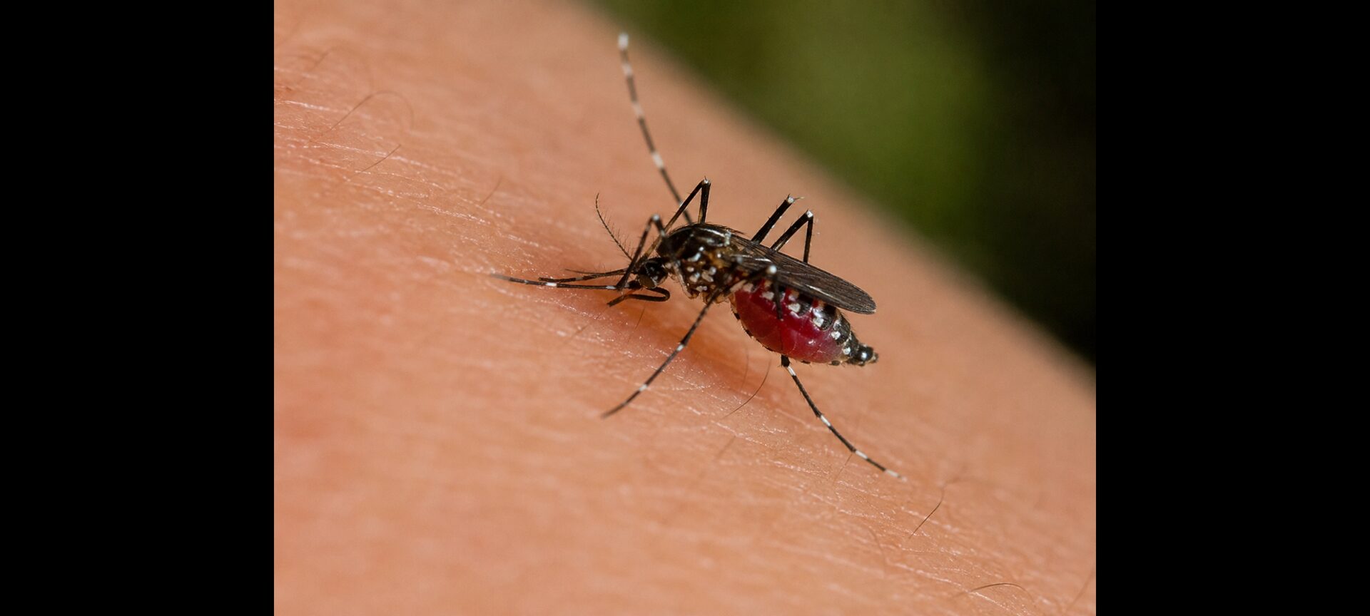 Dengue a Piombino e Livorno, disinfestazione contro la zanzara tigre
