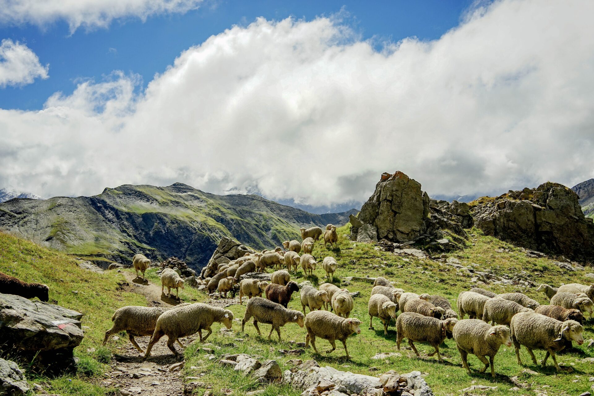 Pecore al pascolo in Toscana, simbolo degli allevamenti minacciati dai lupi